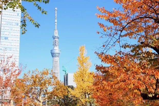 tokyo-skytree-mua-thu-1
