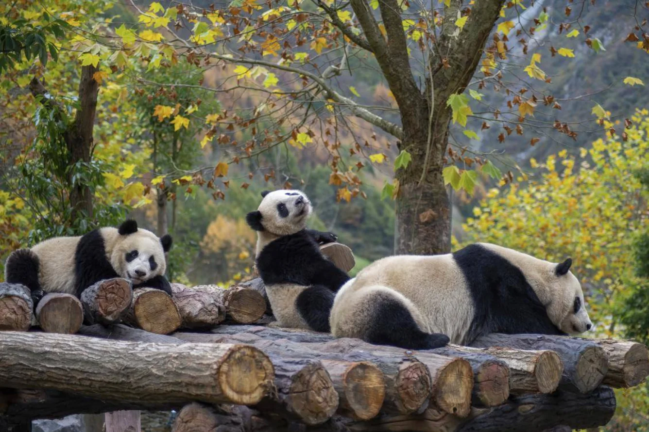 thanh-do-co-gi-hap-dan-ngoai-lau-cay
