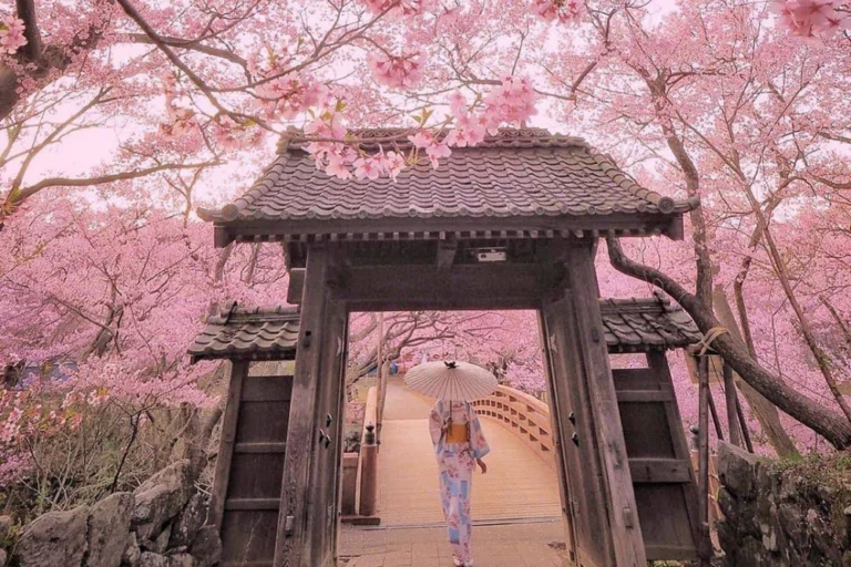 luu-y-quan-trong-khi-di-tour-mua-hoa-anh-dao