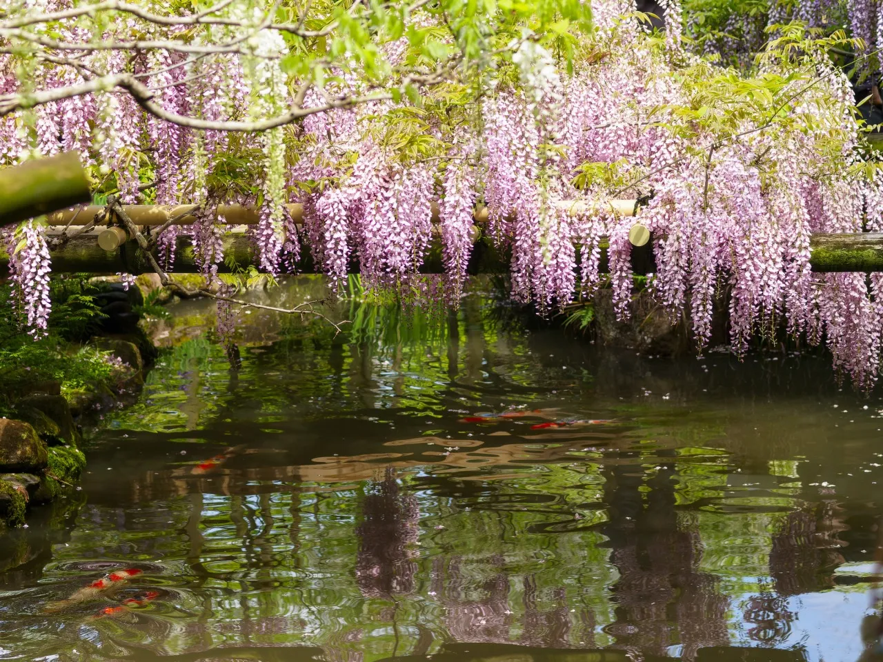 thuong-ngoan-mua-hoa-tu-dang-o-nhat