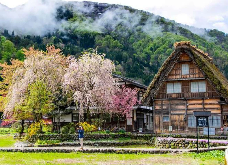 tour-shirakawago-mua-hoa-anh-dao-1