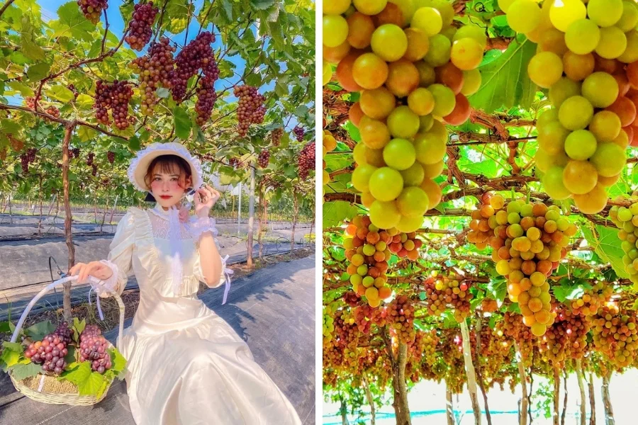 Tour Vĩnh Hy: Lịch trình, điểm nổi bật, kinh nghiệm đặt tour & công ty uy tín