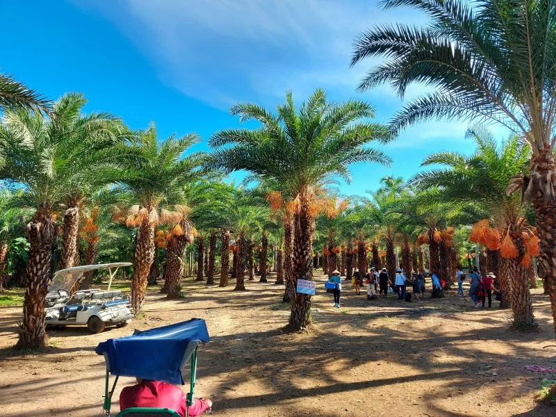 Làng hoa Sa Đéc: Vị trí, điểm thu hút, kinh nghiệm du lịch và chọn tour