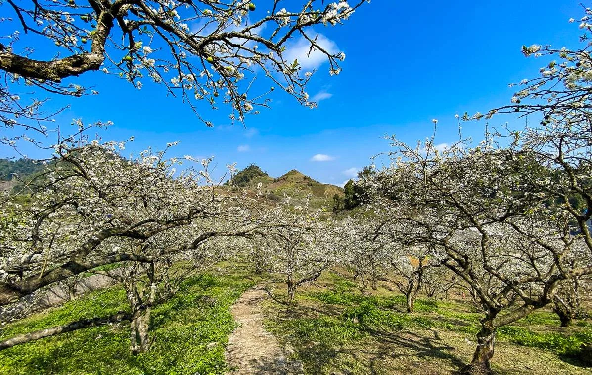 Tour du lịch Tết âm lịch: Tổng hợp tour, Giá tour, Kinh nghiệm du lịch & Gợi ý đơn vị uy tín