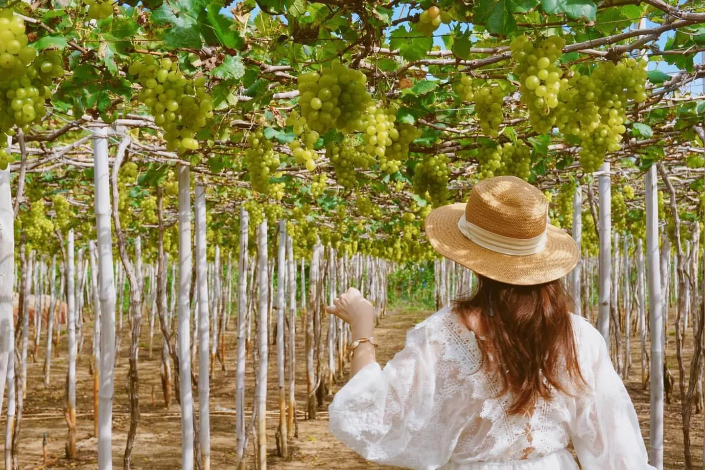 Kinh nghiệm đi Đồi cừu Vĩnh Hy: Giá vé, đường đi & 1001 góc check-in "triệu like"