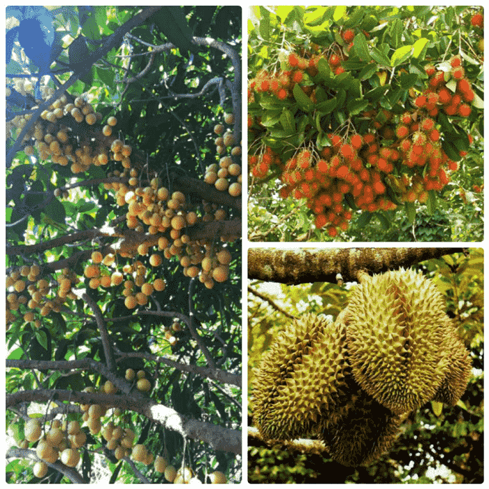 Tour miền Tây 2 ngày 1 đêm Mỹ Tho - Bến Tre - Cần Thơ: Giá vé, Lịch trình & Kinh nghiệm khám phá