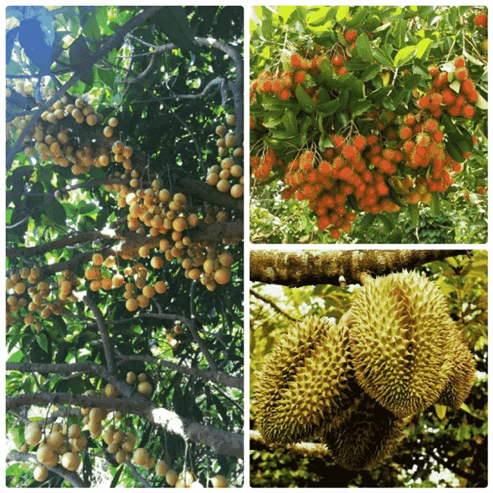 Tour miền Tây 2 ngày 1 đêm Mỹ Tho - Bến Tre - Cần Thơ: Giá vé, Lịch trình & Kinh nghiệm khám phá "Thủ phủ Tây Đô"