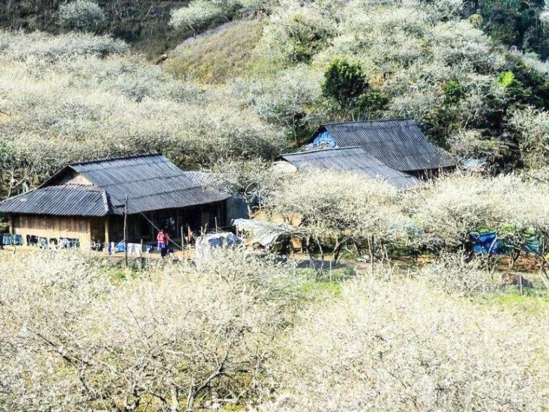 Bảng giá Tour Du lịch Mộc Châu trọn gói 2026: Chi tiết chi phí và các ưu đãi mới nhất