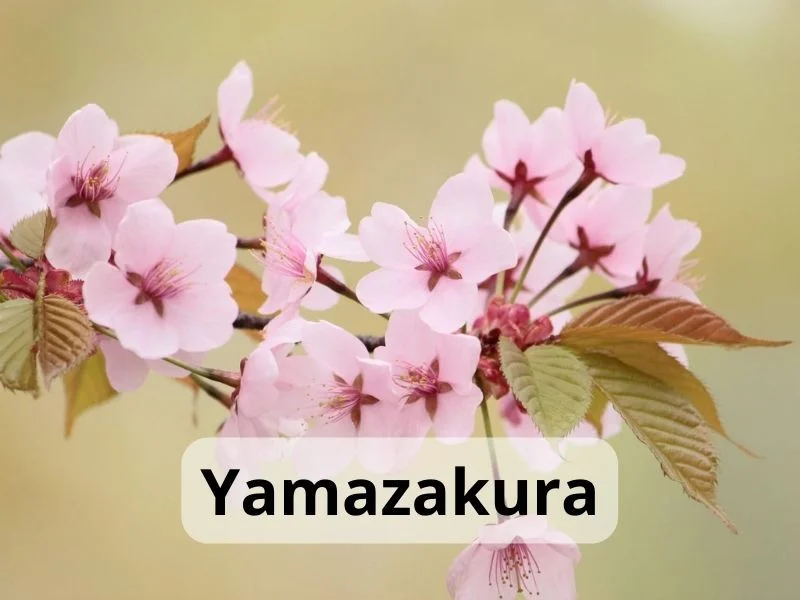 Hoa anh đào Nhật Bản: Nên đi tháng mấy, điểm nào lý tưởng nhất & kinh nghiệm chi tiết